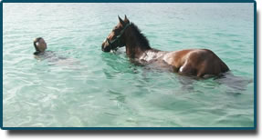 What better way to unwind yourself and your horse than with a relaxing swim after a long ride around the Island